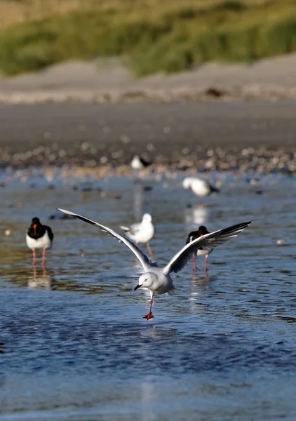 Desembarque da gaivota — Fotografia de Stock