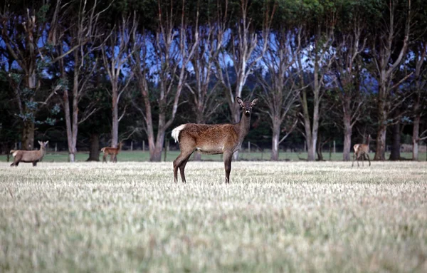 Deer in a forrest — Stock Photo, Image