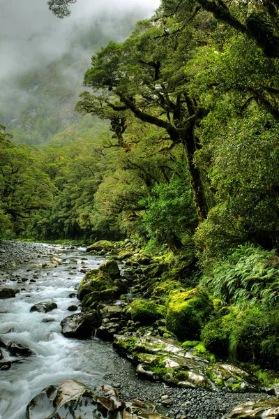 무성 한 열 대 우림 — 스톡 사진