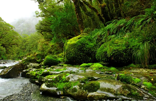 Bujnego lasu deszczowego — Zdjęcie stockowe