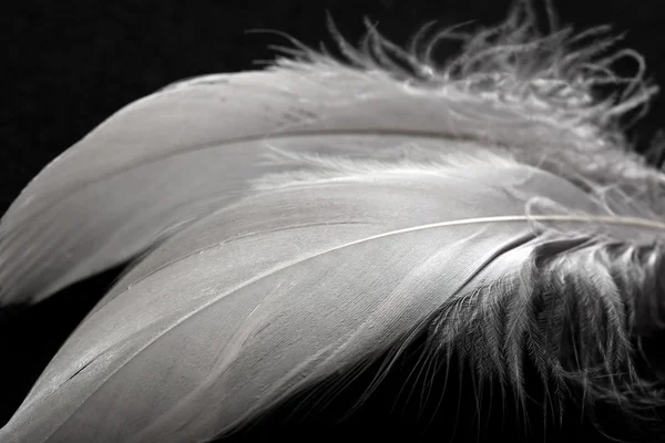 stock image White Feathers