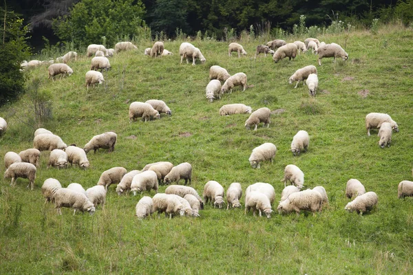 Pack of sheeps on the grass — Stock Photo, Image