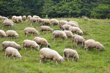 Pack of sheeps on the grass clipart