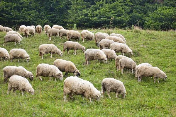Pack ovce na trávě — Stock fotografie