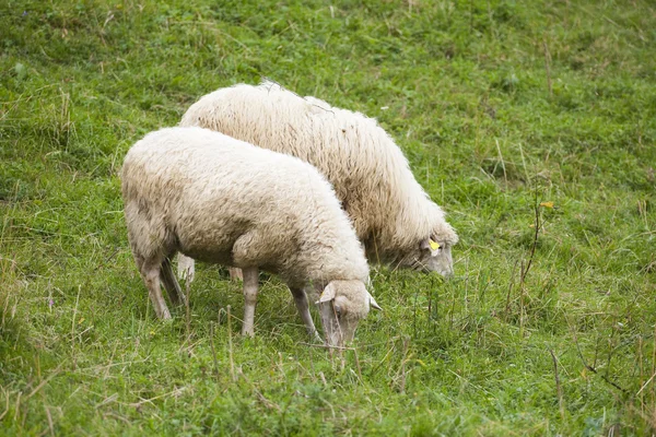 Pacote de ovelhas na grama — Fotografia de Stock