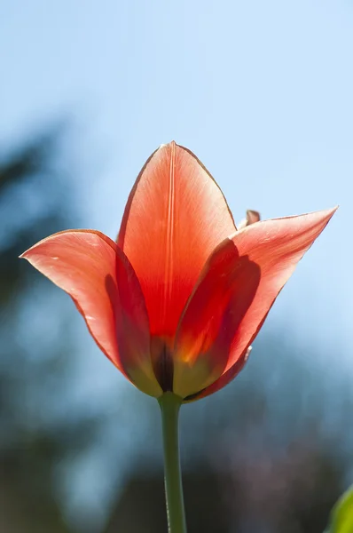 stock image Red Tulip