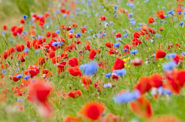 Sinfonia di colori — Foto Stock