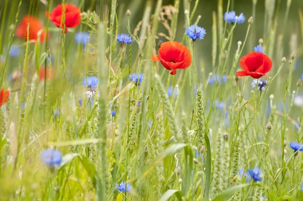 stock image Symphony Of Colors