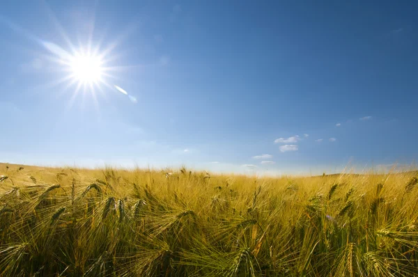 stock image Golden Barley