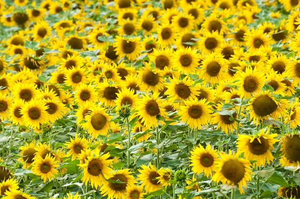 stock image Sunflowers