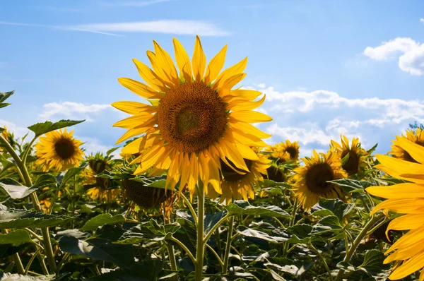 stock image Sundflowers