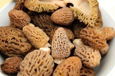 Morel Mushroom clipart