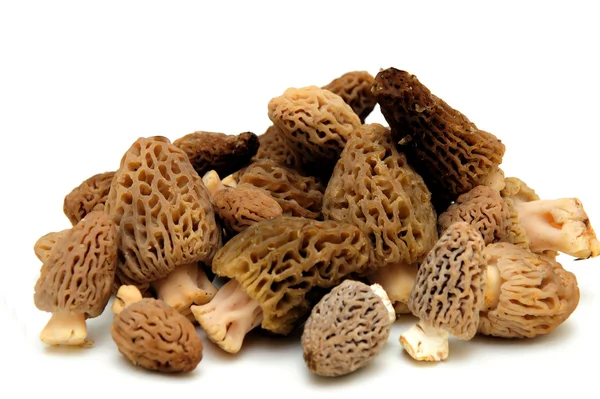 Morel Mushroom — Stock Photo, Image