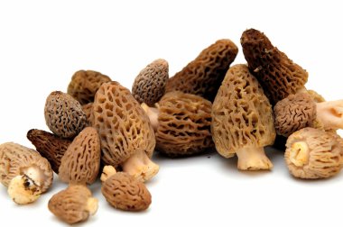 Morel Mushroom clipart