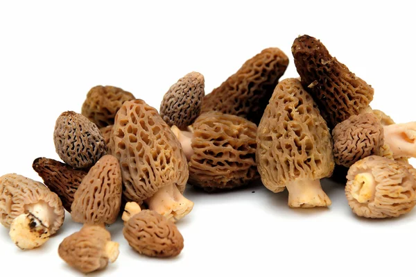 Morel Mushroom — Stock Photo, Image