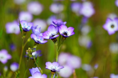 Gilia Tricolor (Polemoniaceae) clipart