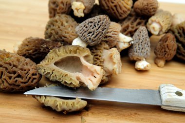 Morel Mushroom clipart