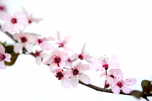 Pinkfarbene Pflaumenblüten — Stockfoto