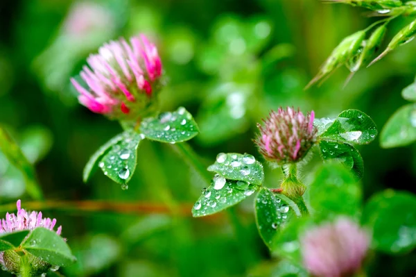 Trébol rosado (trifolium pratense ) — Foto de Stock