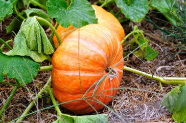 Cinderella Pumpkins clipart