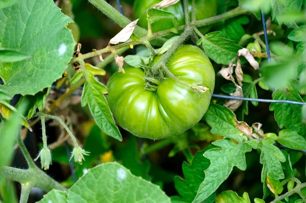 Tomate de relíquia verde — Fotografia de Stock