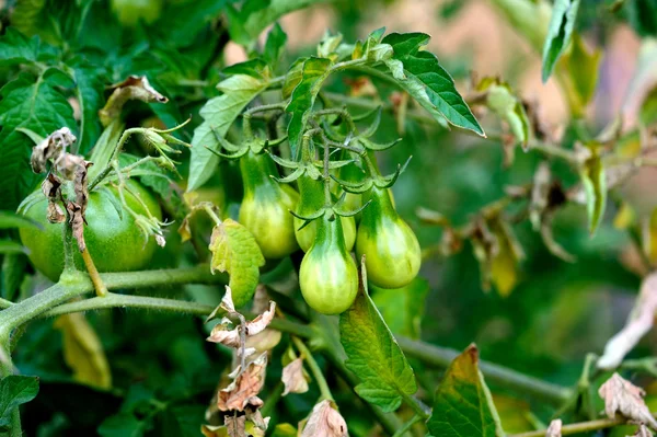 Green Pear Shaped Tomato — Stock Photo, Image