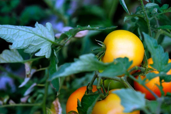 Unripe Tomatos — Stock Photo, Image
