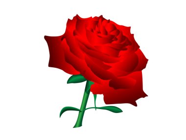 Red rose clipart