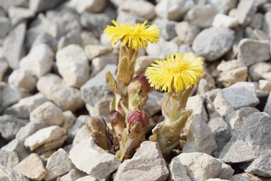 Dandelions yol demir