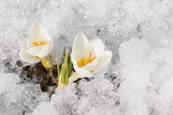 stock image White crocuses on snow