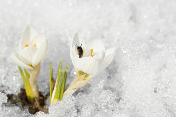 stock image White crocuses with bee