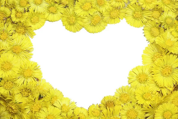 Coltsfoot’s frame — Stock Photo, Image
