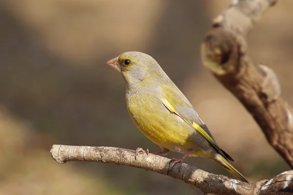 Greenfinch on branch — Stock Photo, Image