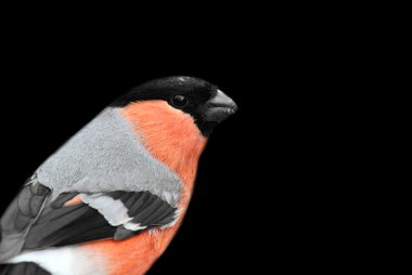 Bullfinch clipart