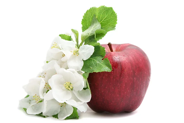 Apple and flower — Zdjęcie stockowe