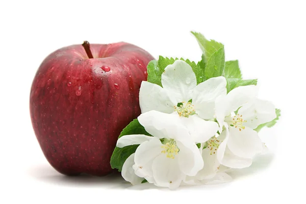 Apple and flower — Stock Photo, Image