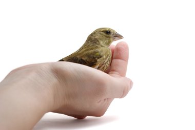 Greenfinch on arm