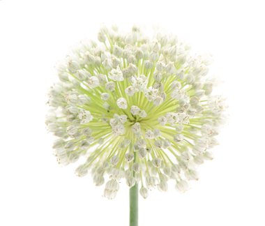 Inflorescence clipart