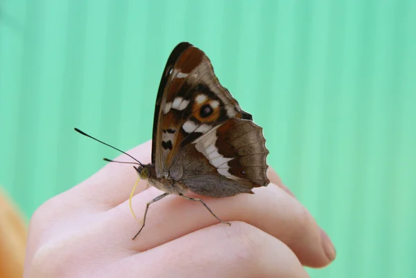 Метелик на arm — стокове фото