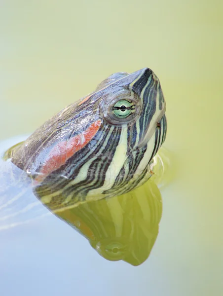 거북 — 스톡 사진