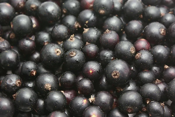 stock image Currants