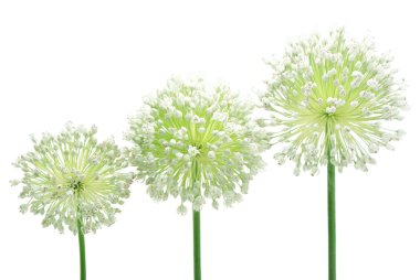 Three inflorescences clipart