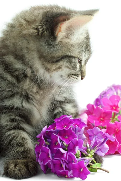 stock image Kitten with flowers