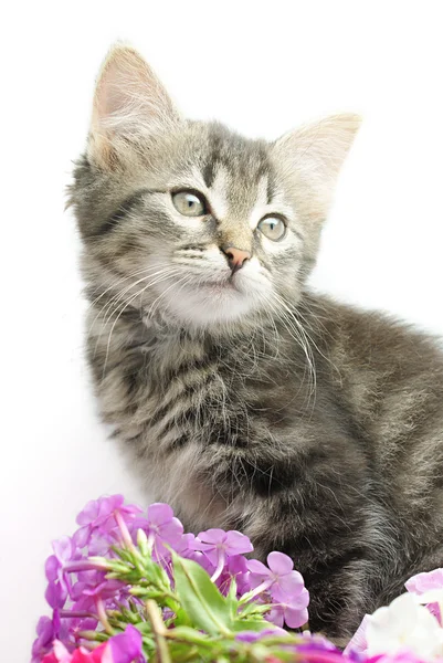 Kitten with flowers — Stock Photo, Image