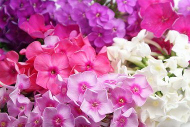 Phlox