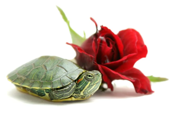 Schildkröte und Rose — Stockfoto