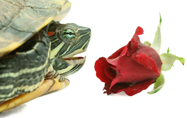 Schildkröte und Rose — Stockfoto