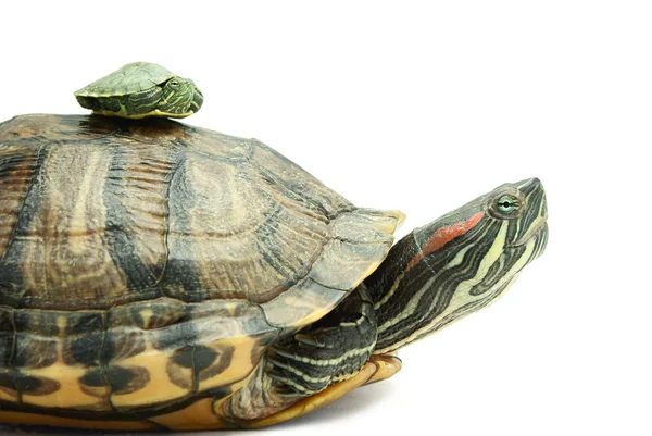 Schildkrötenfamilie — Stockfoto