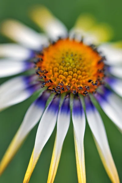 Schöne Sommerblume aus nächster Nähe — Stockfoto