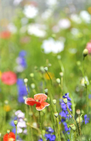 Summer flowers on field — Stock Photo, Image